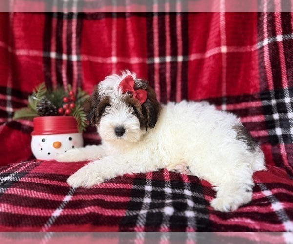 Medium Photo #5 YorkiePoo Puppy For Sale in LAKELAND, FL, USA