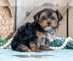 Small Photo #16 Yorkshire Terrier Puppy For Sale in GREENWICH, OH, USA