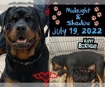 Small Photo #2 Rottweiler Puppy For Sale in DELAND, FL, USA
