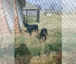 Father of the Rottweiler puppies born on 09/15/2020