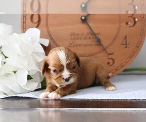 Cavalier King Charles Spaniel Puppy for sale in FREDERICKSBG, OH, USA