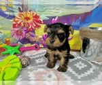 Small #5 Yorkshire Terrier