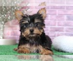 Small Photo #5 Yorkshire Terrier Puppy For Sale in BEL AIR, MD, USA