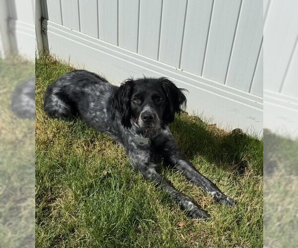 Medium Photo #3 - Mix Puppy For Sale in Curwensville, PA, USA