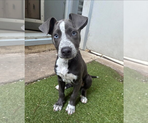 Medium Photo #1 Catahoula Leopard Dog-Unknown Mix Puppy For Sale in Lakewood, CO, USA