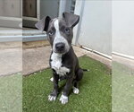 Small Catahoula Leopard Dog Mix