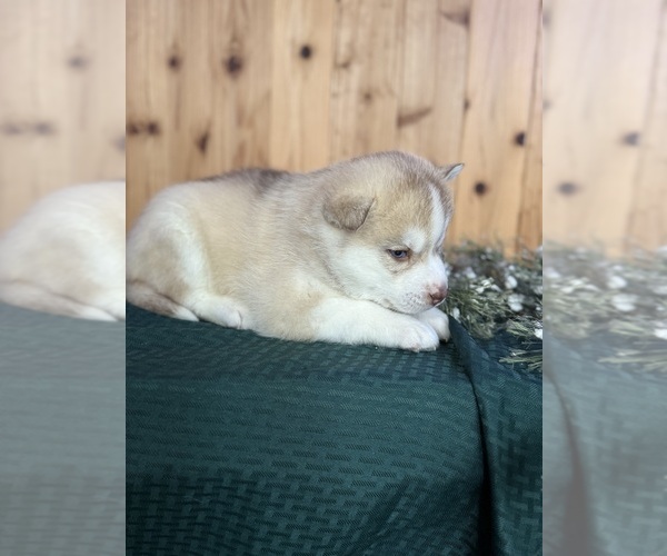 Medium Photo #5 Siberian Husky Puppy For Sale in STAPLES, MN, USA