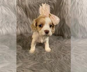 Cocker Spaniel Puppy for sale in INDIANAPOLIS, IN, USA