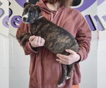 Small #7 Boxer-Bull Terrier Mix