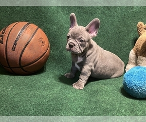 French Bulldog Puppy for sale in HOLLYWOOD, FL, USA
