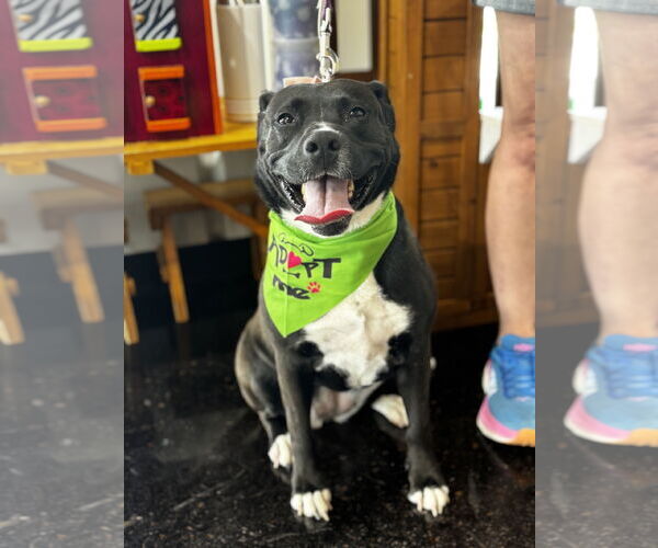 Medium Photo #4 American Staffordshire Terrier-Unknown Mix Puppy For Sale in Rosenberg, TX, USA