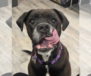 Boxador Dogs for adoption in Woodbury, MN, USA