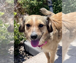Mutt Dogs for adoption in San Diego, CA, USA