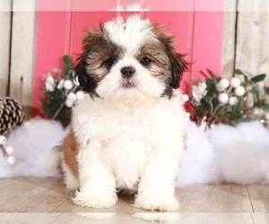 Shih Tzu Puppy for sale in MOUNT VERNON, OH, USA