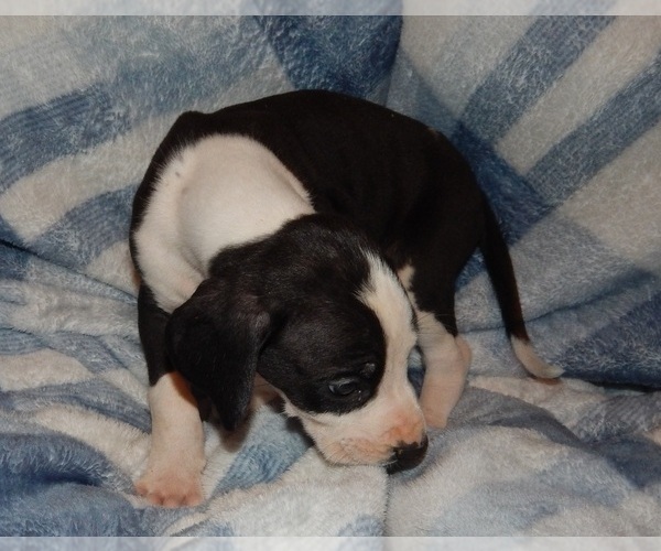 Medium Photo #7 Great Dane Puppy For Sale in SPRAGGS, PA, USA