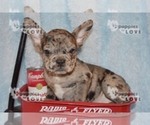 Small Photo #10 French Bulldog Puppy For Sale in SANGER, TX, USA