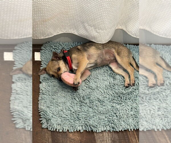 Medium Photo #4 Chihuahua-Unknown Mix Puppy For Sale in Salt Lake City, UT, USA