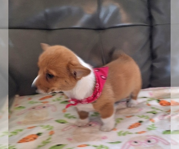 Medium Photo #8 Pembroke Welsh Corgi Puppy For Sale in ARROYO GRANDE, CA, USA