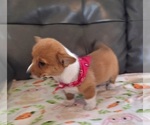 Small #7 Pembroke Welsh Corgi