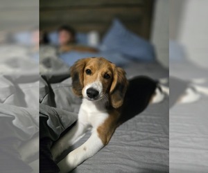 Beagle Puppy for sale in APPOMATTOX, VA, USA