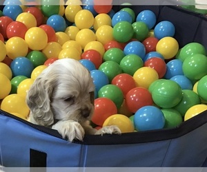 Medium Cocker Spaniel