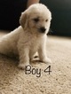 Small #89 Goldendoodle