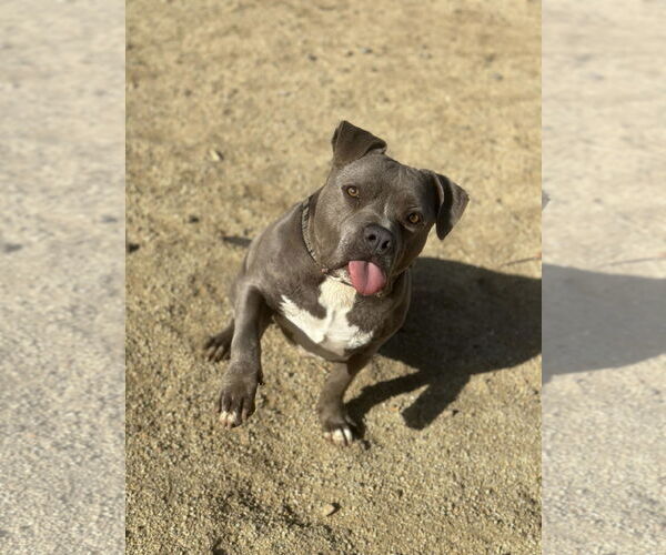 Medium Photo #5 American Pit Bull Terrier-Unknown Mix Puppy For Sale in Incline Village, NV, USA