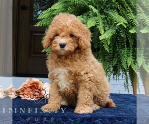 Cavapoo Puppy for sale in PARADISE, PA, USA