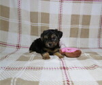 Small Yorkshire Terrier