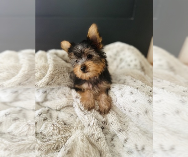 Medium Photo #5 Yorkshire Terrier Puppy For Sale in CROSSVILLE, TN, USA