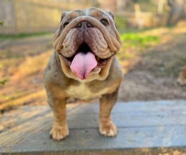 Medium Photo #1 English Bulldog Puppy For Sale in DULUTH, GA, USA