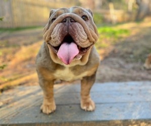 English Bulldog Puppy for Sale in DULUTH, Georgia USA