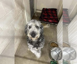 Poodle (Standard)-Unknown Mix Dogs for adoption in Columbus, IN, USA