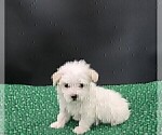 Small #2 Maltese