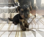 Small Photo #5 Yorkshire Terrier Puppy For Sale in NEWARK, DE, USA