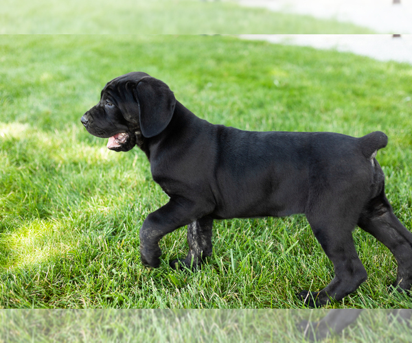 Medium Photo #6 Cane Corso Puppy For Sale in WAKARUSA, IN, USA