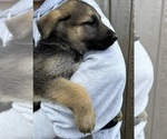Small Photo #3 German Shepherd Dog Puppy For Sale in BELLINGHAM, WA, USA