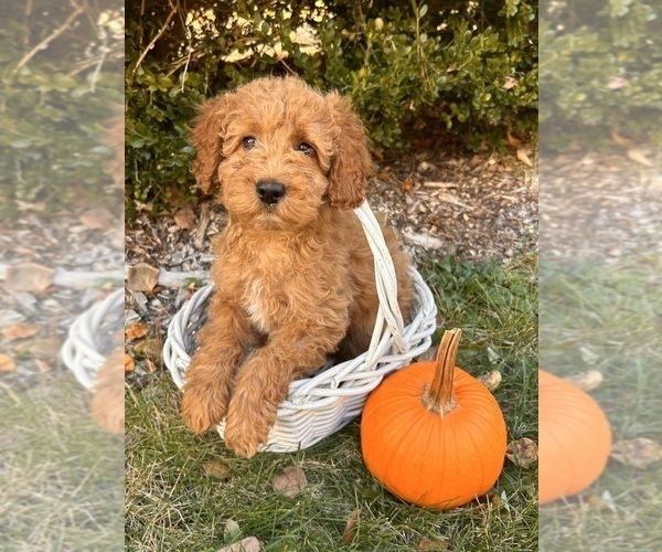 Medium Photo #2 Cockapoo (Toy) Puppy For Sale in MIDDLEBURY, IN, USA