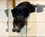 Small #2 Mutt