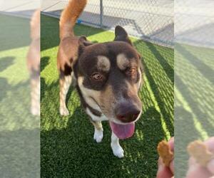 Siberian Husky-Unknown Mix Dogs for adoption in Downey, CA, USA