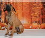 Small #1 Boxer-Mastiff Mix