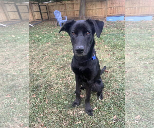 Medium Photo #3 Labrador Retriever-Unknown Mix Puppy For Sale in Coldwater, MI, USA