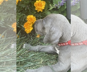 Great Dane Puppy for sale in XENIA, OH, USA