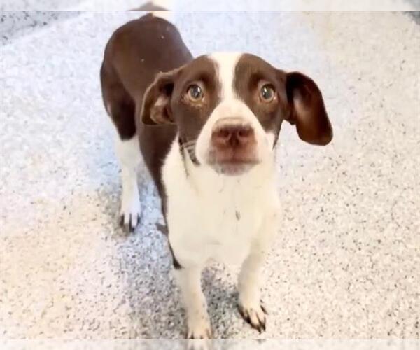 Medium Photo #2 Chiweenie Puppy For Sale in Houston, TX, USA