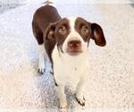 Small #1 Chiweenie