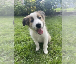 Aussie Pyrenees Dogs for adoption in Genesee, WI, USA
