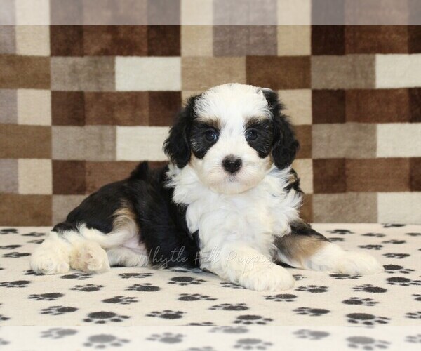 Medium Photo #2 Bernedoodle (Miniature) Puppy For Sale in DENVER, PA, USA
