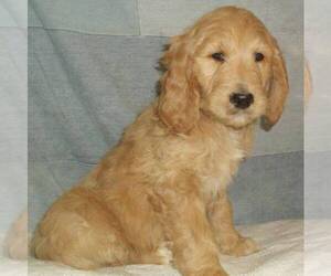 Goldendoodle Puppy for sale in THORP, WI, USA