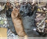 Small Photo #13 Labrador Retriever Puppy For Sale in ATHENS, WI, USA