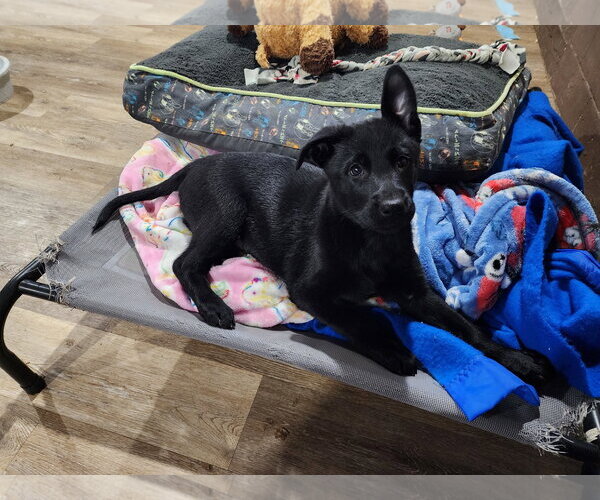 Medium Photo #2 Labrador Retriever-Unknown Mix Puppy For Sale in Marine City, MI, USA